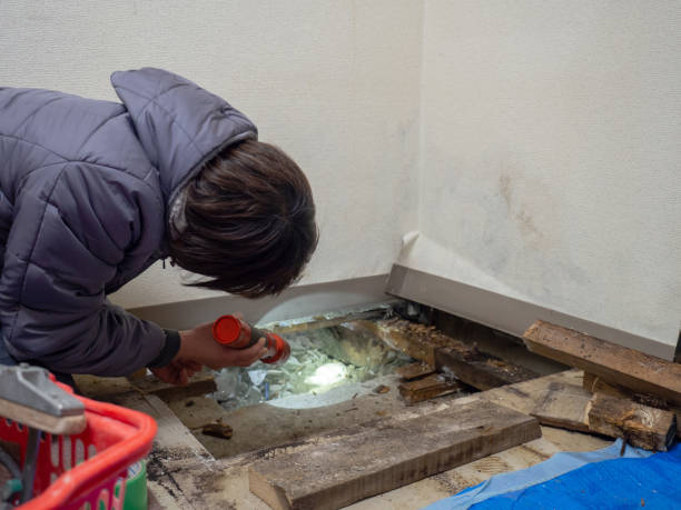 China Grove, TX Mold Removal Company
