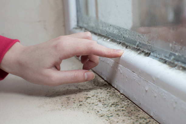 Best Crawl Space Mold Remediation  in China Grove, TX